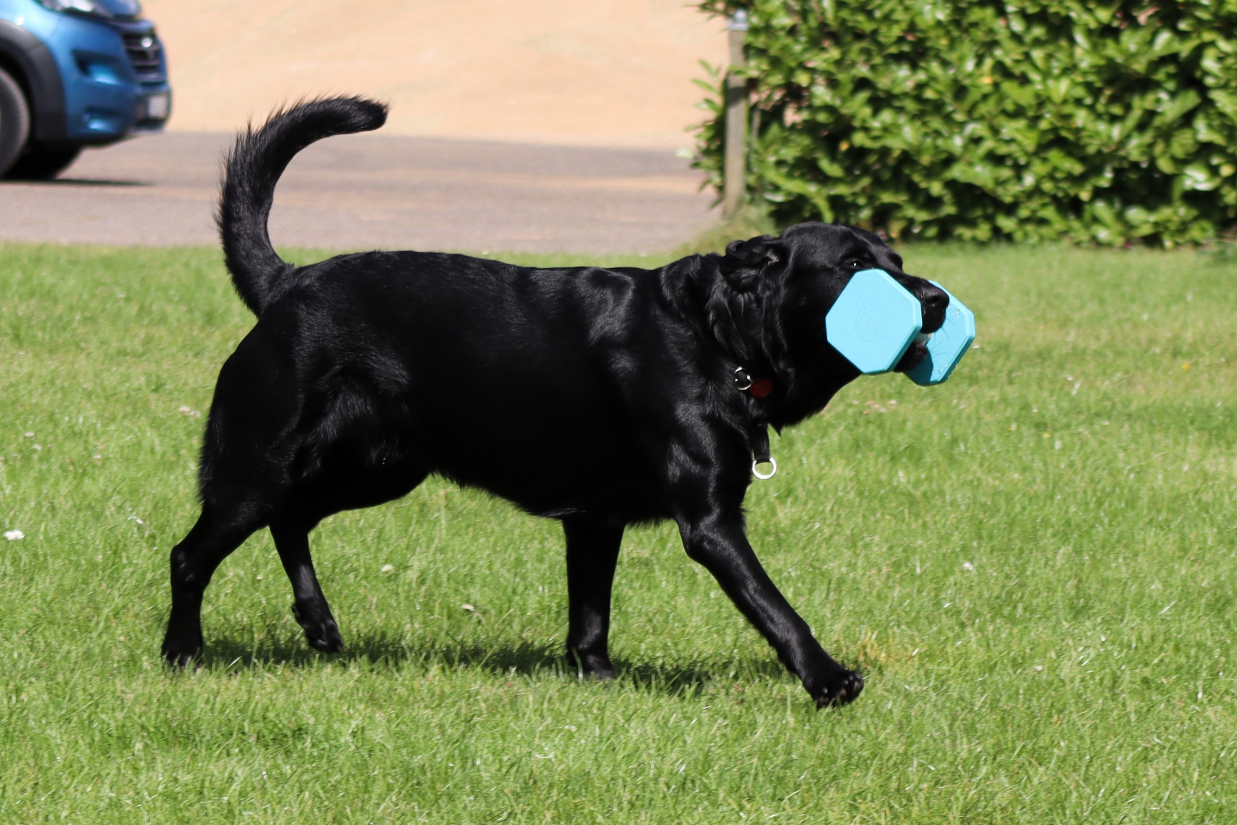 mojo